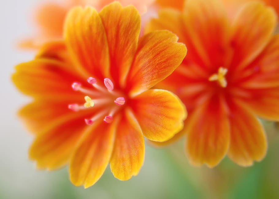 Yellow and Red Flower, bloom, blossom, close-up, flora, macro HD wallpaper