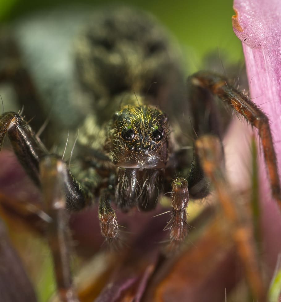 spider, arachnid, macro, portrait, hairy, scary, funny, invertebrate HD wallpaper