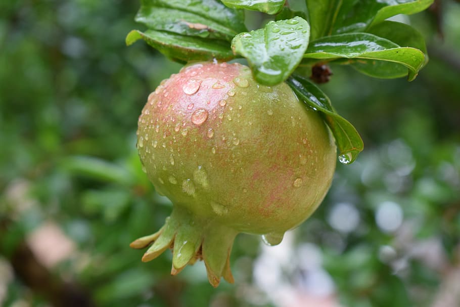 pomegranate, fruit, mat, eat, fruits, nature, fresh, kitchen HD wallpaper