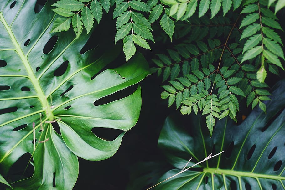 green and white leaf plant, growth, green color, plant part, beauty in nature HD wallpaper