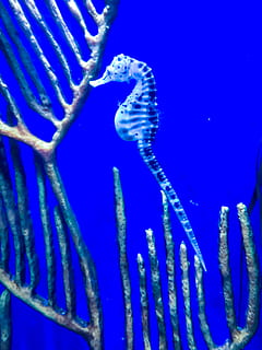 blue seahorse, underwater, animal themes, animal wildlife, sea life HD wallpaper