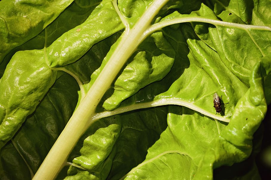 chard, vegetable, leaf, food, nutrition, kitchen garden, fly insect HD wallpaper