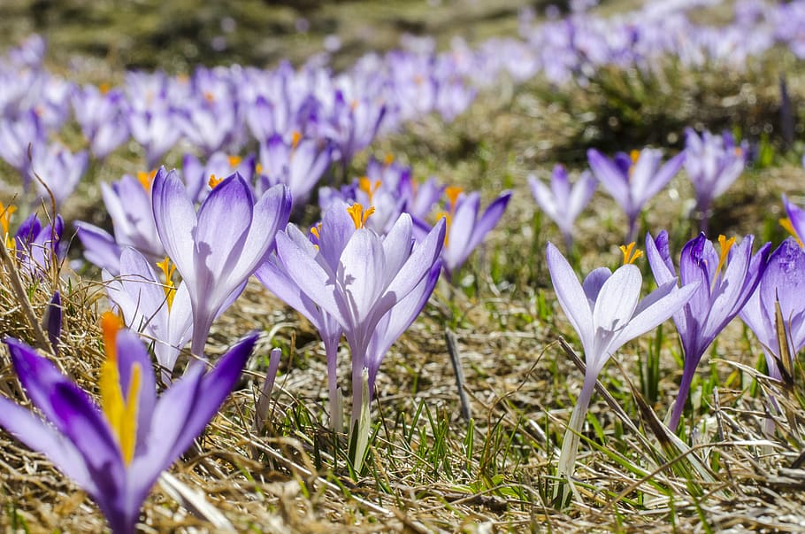 spring, fresh, nature, mountain, flower, crocuse, flowering plant HD wallpaper