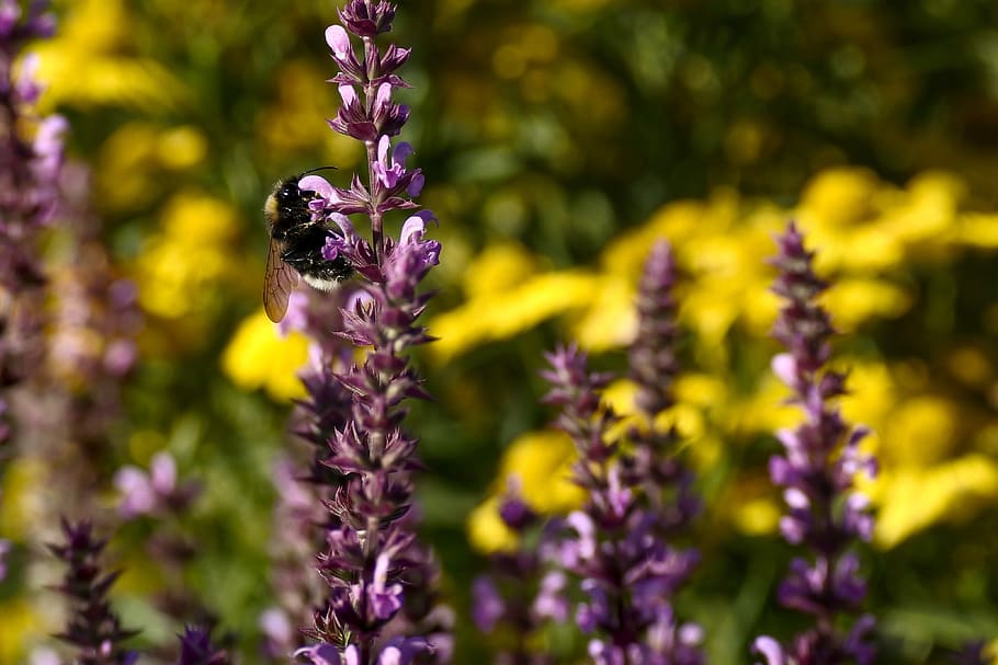 hummel, flowers, insect, nature, pollination, nectar, pollen HD wallpaper
