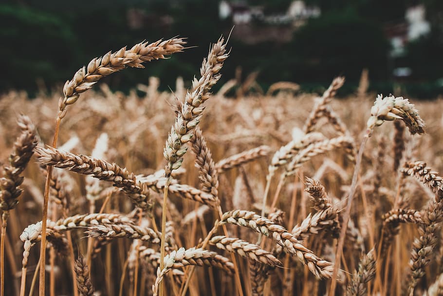 Wheat, Barley, Cereal, Grass, agriculture, crop, cereal plant HD wallpaper