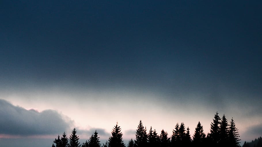 pine trees under grey clouds, plant, abies, fir, conifer, sunset HD wallpaper