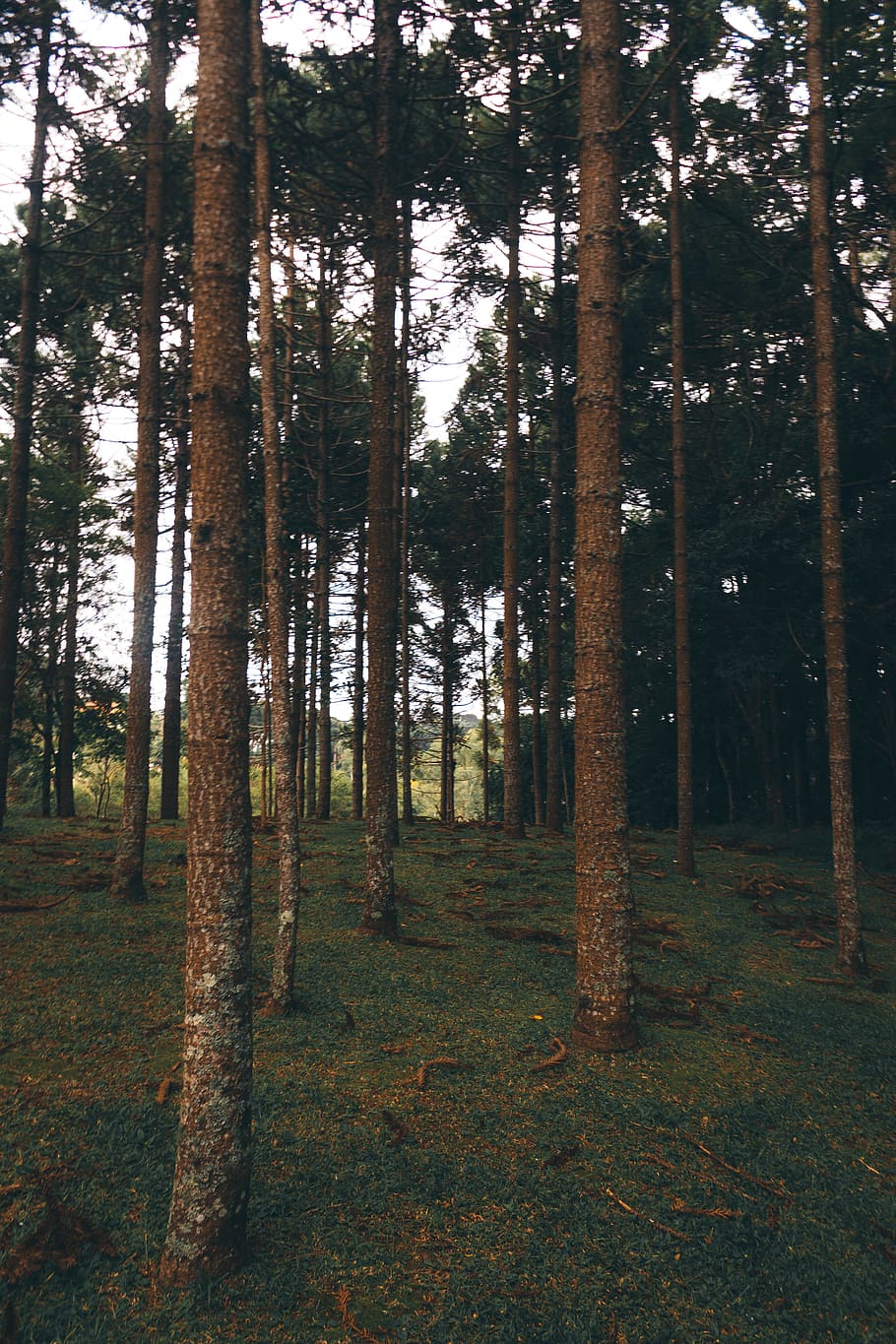 Photo of Tree Trunks During Daytime, conifers, environment, evergreen HD wallpaper