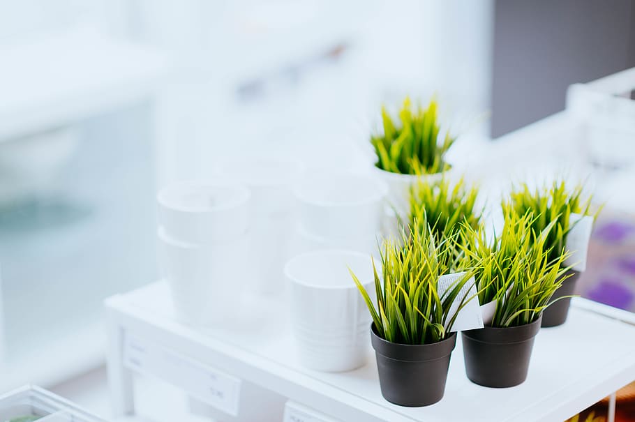 green plants on pot, beverage, drink, milk, leaf, paper, blossom HD wallpaper