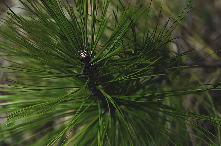 plant, growth, green color, close-up, nature, day, animal, leaf HD wallpaper