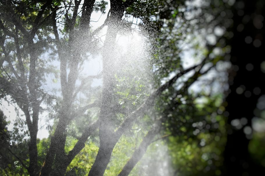 trees, water, plant, nature, forest, day, trunk, sunlight, tree trunk HD wallpaper