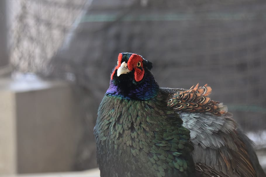 animal, bird, outside, pheasant, natural, landscape, travel HD wallpaper