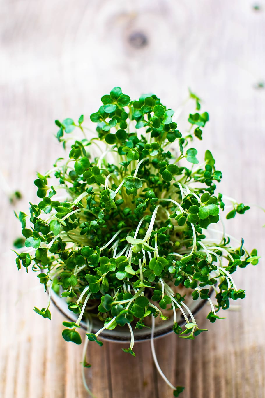 green leafed plant, potted plant, vase, jar, pottery, planter, HD wallpaper
