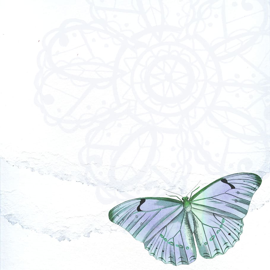 blue, butterfly, insect, nature, graphics, no people, close-up HD wallpaper