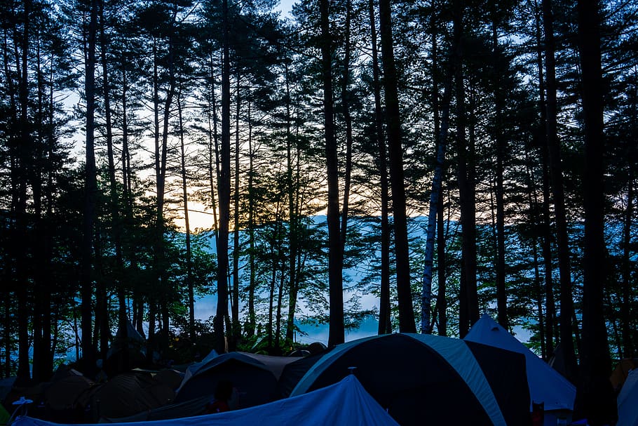 camp, mornig, forest, tree, sunrise, mountain, plant, land HD wallpaper