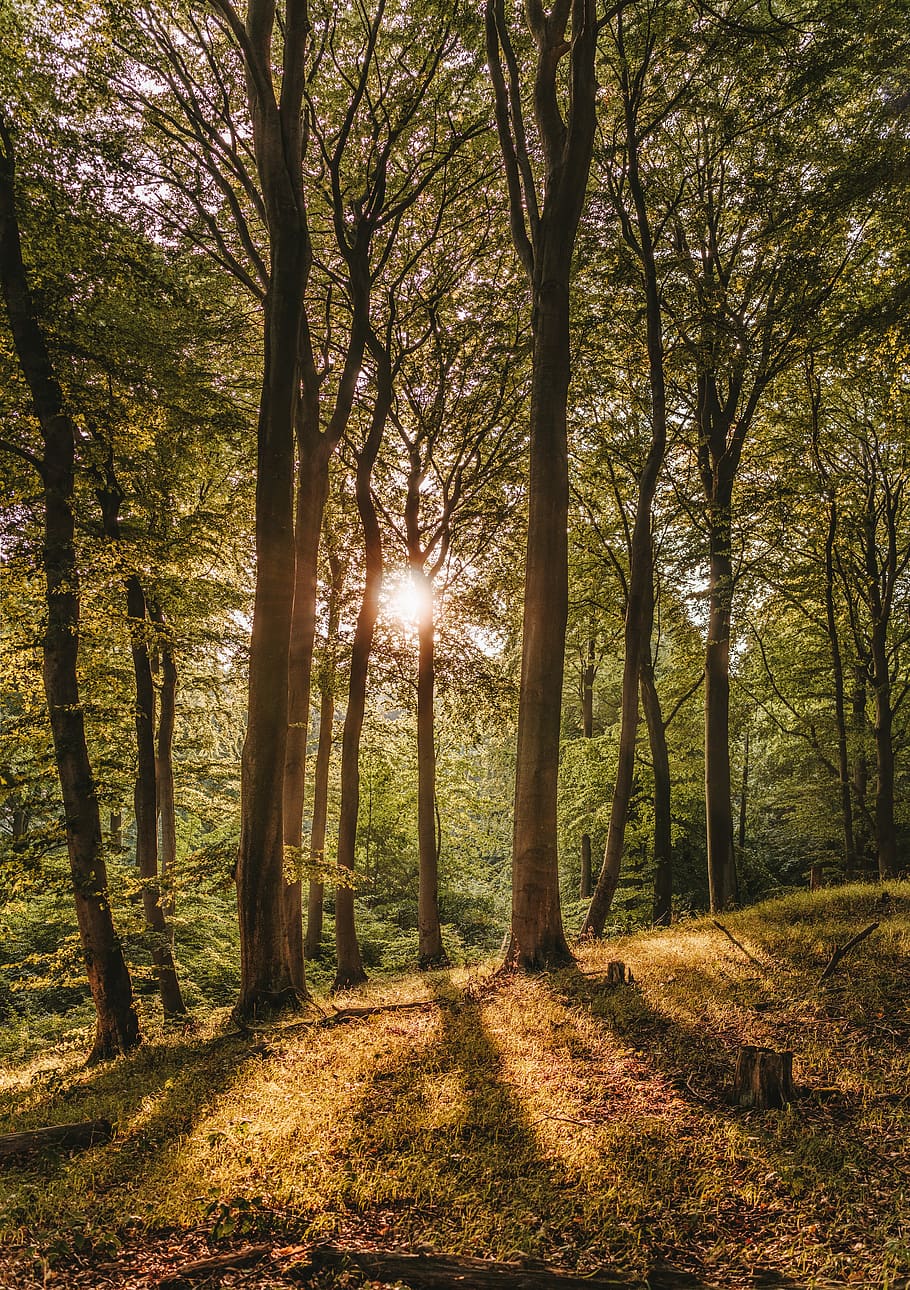 beech wood, sunset, forest, book, rügen, national park, jasmund
