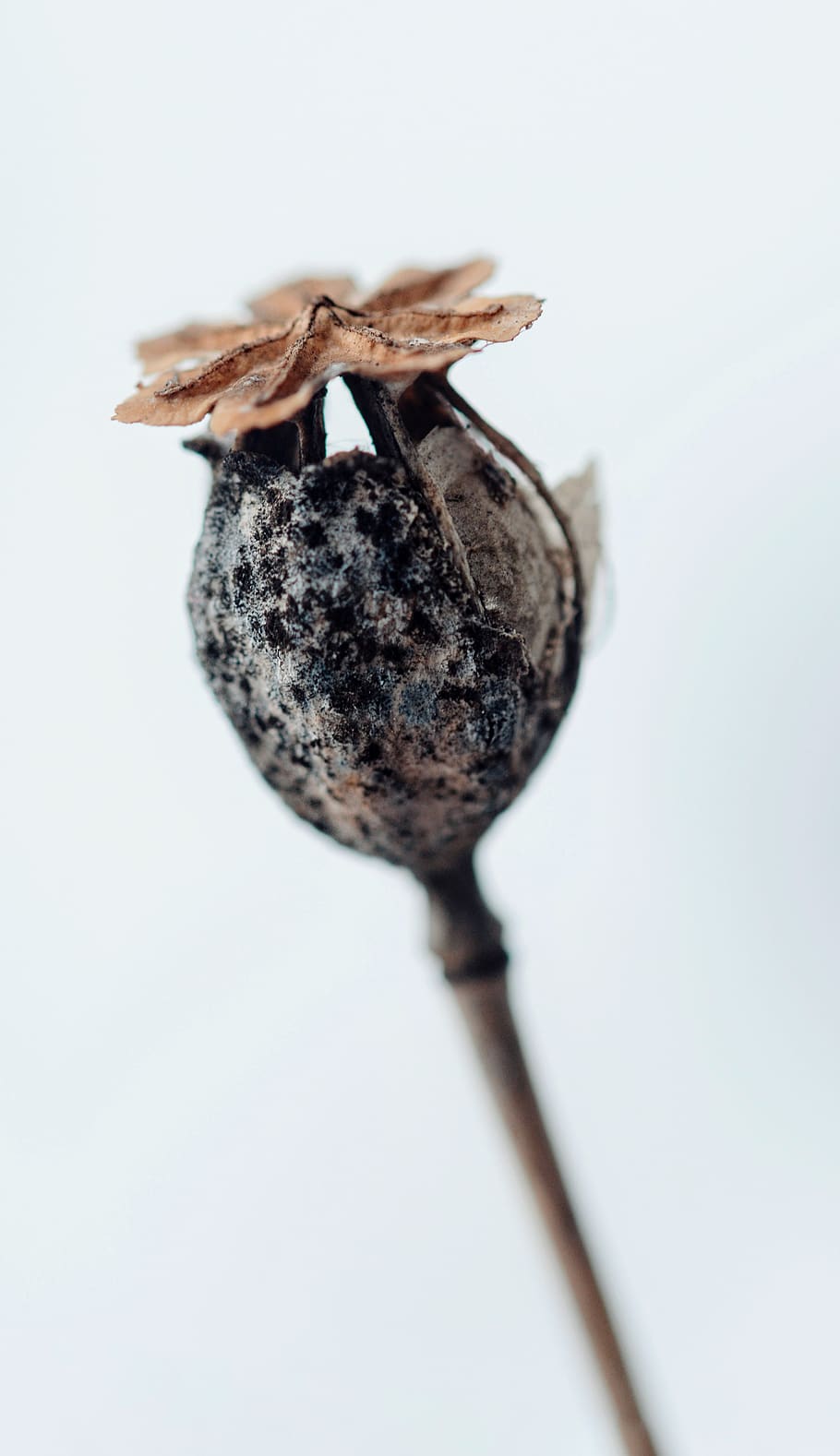 black and brown flower, plant, food, fruit, animal, insect, invertebrate HD wallpaper