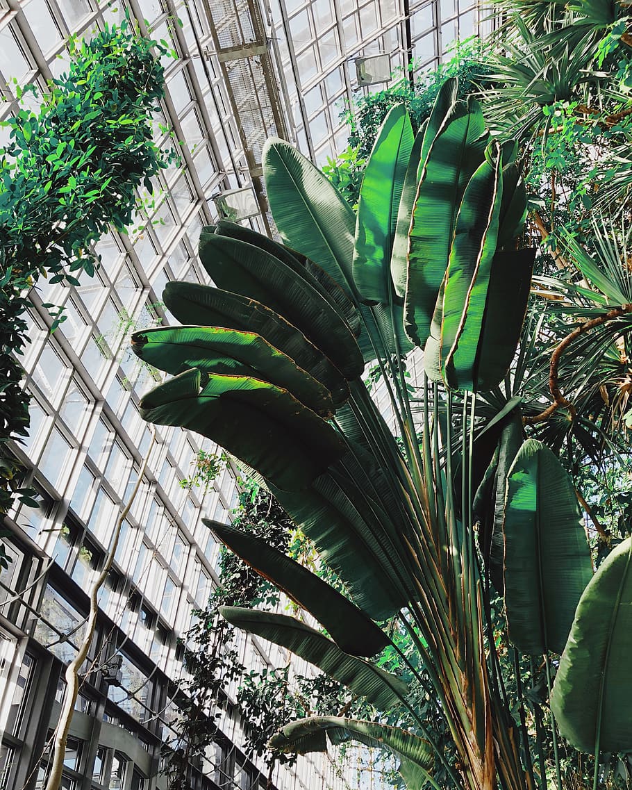 vegetation, plant, nature, tree, berlin, outdoors, land, rainforest HD wallpaper