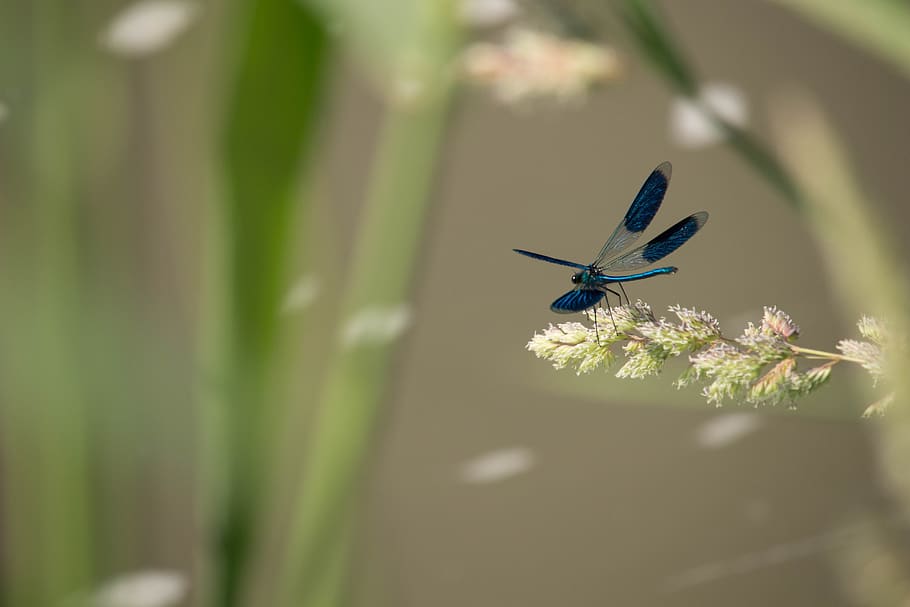 dragonfly, grass, blue, insect, nature, animal, wing, summer HD wallpaper