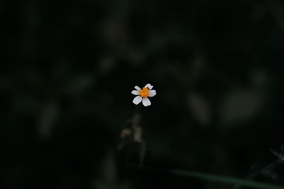 HD wallpaper: Photo of White Daisy, beautiful flowers, blooming, blossom, blurred  background | Wallpaper Flare