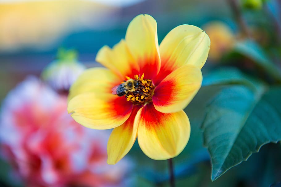 bee, flower, insect, nature, pollen, spring, bloom, nectar HD wallpaper