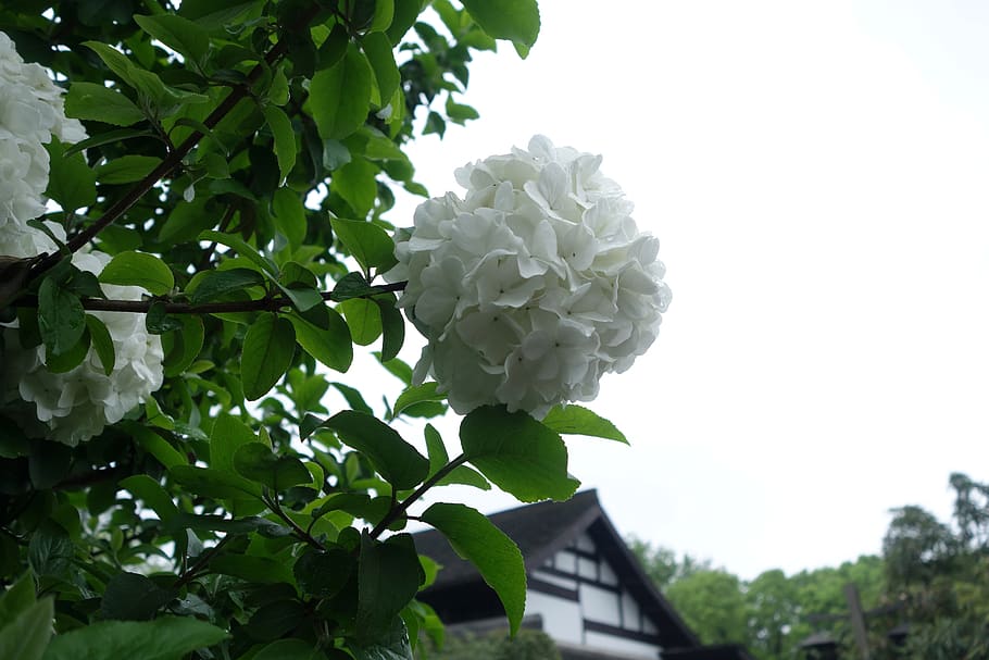 hangzhou, plant, flowering plant, growth, beauty in nature HD wallpaper