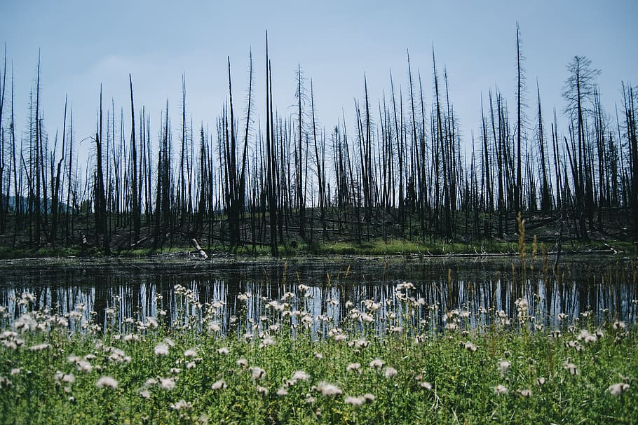 forest, wild fire, forest fire, devastation, flowers, lake HD wallpaper