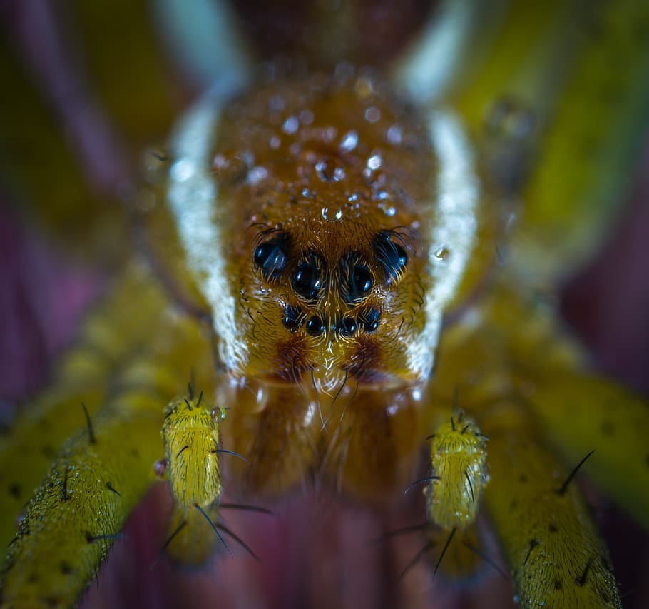 yellow spider, one animal, animal themes, animal wildlife, animals in the wild HD wallpaper