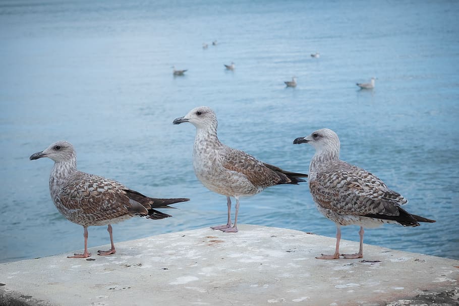 gulls, bird, three, seagull, wing, nature, animal world, water bird HD wallpaper
