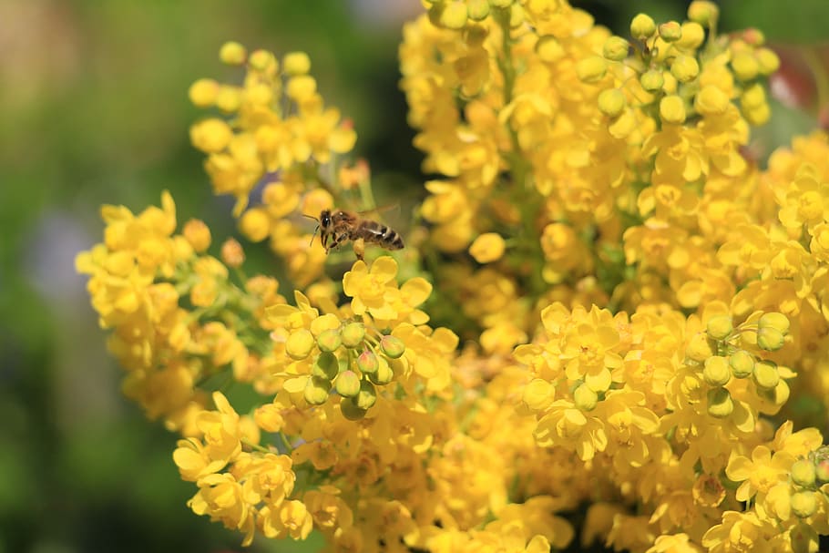 bee, flowers, insect, garden, nectar, pollen, macro, lavender HD wallpaper