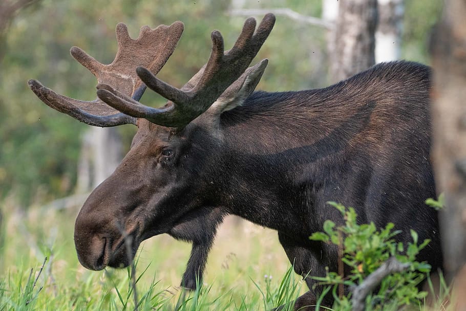 black moose under tree, animal, one animal, animal wildlife, animal themes HD wallpaper