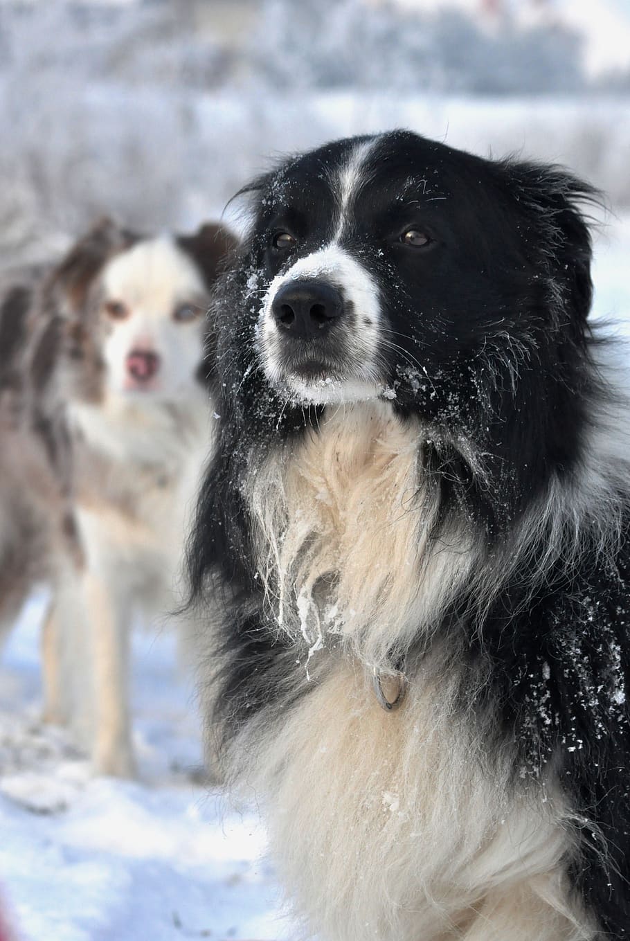 winter, border collie, fun, sight, canine, dog, domestic animals HD wallpaper