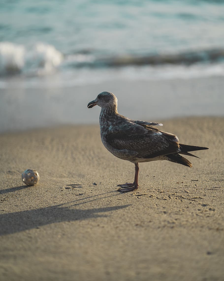 beach, bird, ball, animal, animal wildlife, animals in the wild HD wallpaper