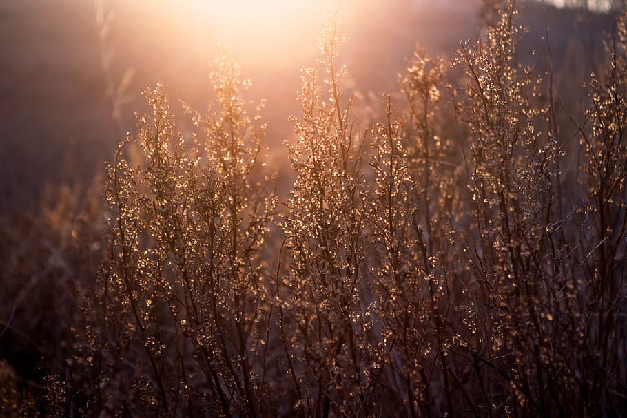 sunset, grass, nature, tranquility, evening, sunlight, plant HD wallpaper