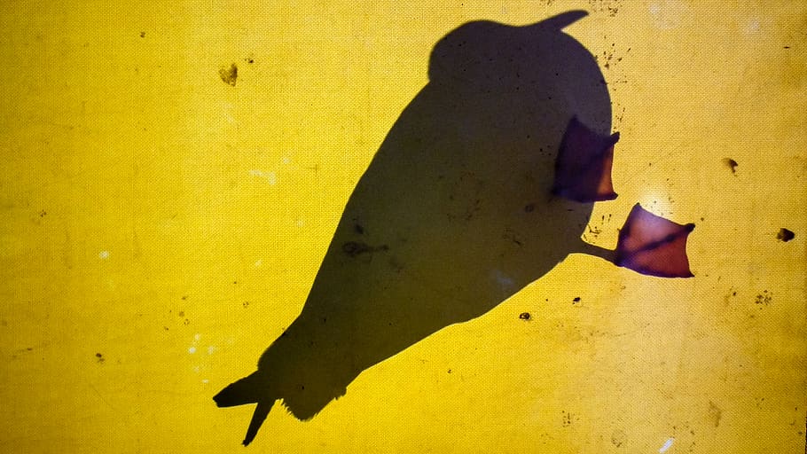 spain, vigo, yellow, shadow, wall - building feature, one person HD wallpaper