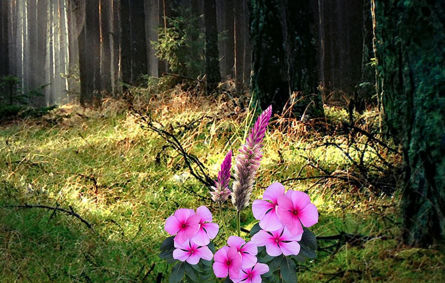 pink, flowers, sunlight, forest, stem, rosa, nature, spring HD wallpaper