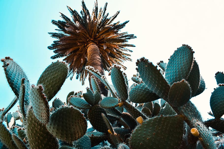 australia, melbourne, cactus, desert, plants, color, palmtree, HD wallpaper