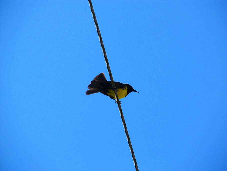 birds, pájaros, sky, vertebrate, animal, one animal, animal wildlife HD wallpaper