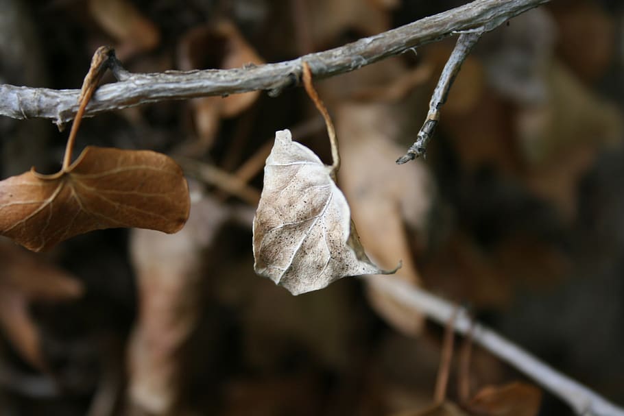 germany, bad pyrmont, leaf, leafes, leaves, autumn, fall, crunchy HD wallpaper