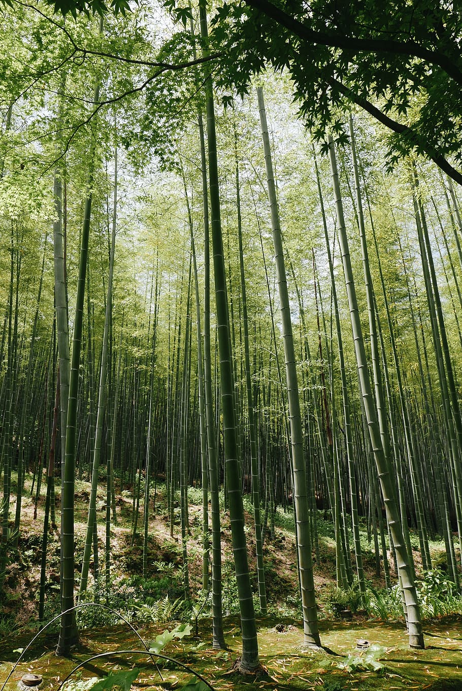 bamboo grass field, tree, forest, plant, land, growth, tranquility HD wallpaper