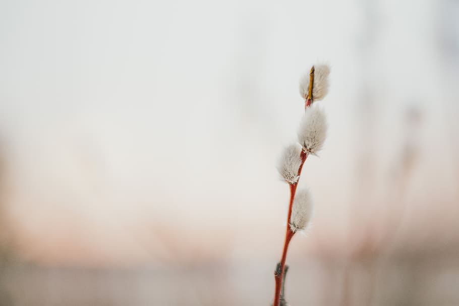 white cluster petaled flower, close-up, pussy willow, plant, growth, HD wallpaper