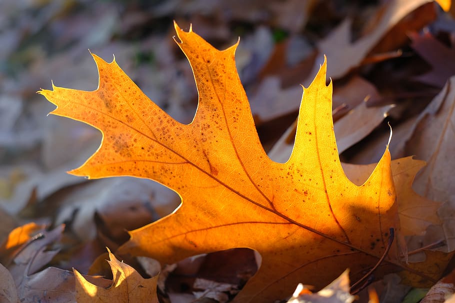 leaf, leaves, autumn, fall color, nature, fall foliage, autumn colours HD wallpaper