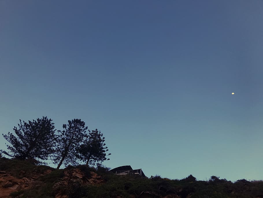 australia, whale beach, moon, tree, edge, cliff, sunrise, day HD wallpaper