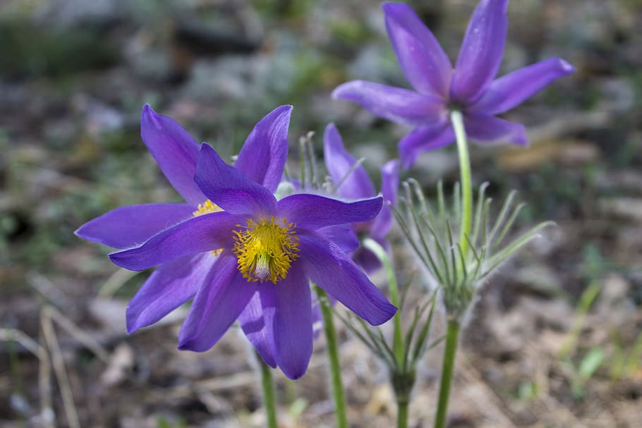 spring, cross spring, sleep-grass, phlomis, flower, flowering plant HD wallpaper