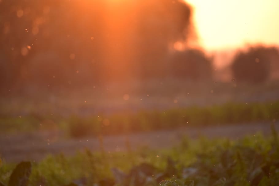 france, clairmarais, sunset, light, dust, nature, trees, orange HD wallpaper