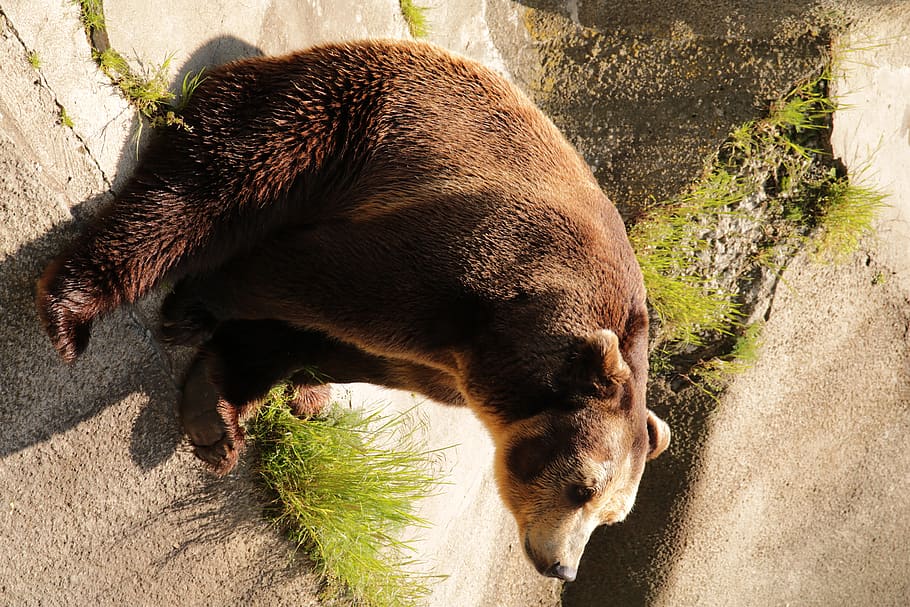 HD zoo bear wallpapers  Peakpx