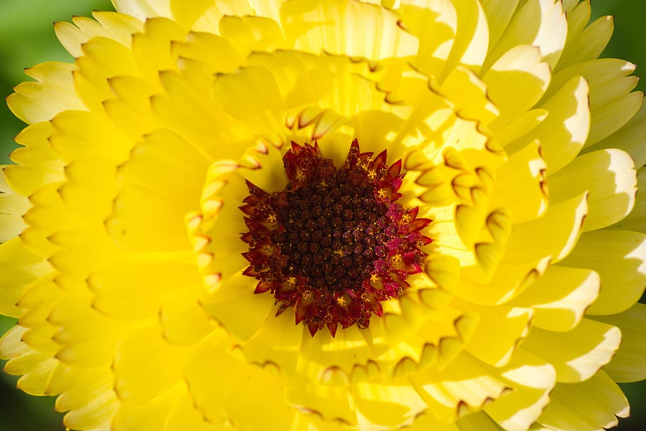 flower, yellow, macro, close up, nature, blossom, bloom, plant HD wallpaper