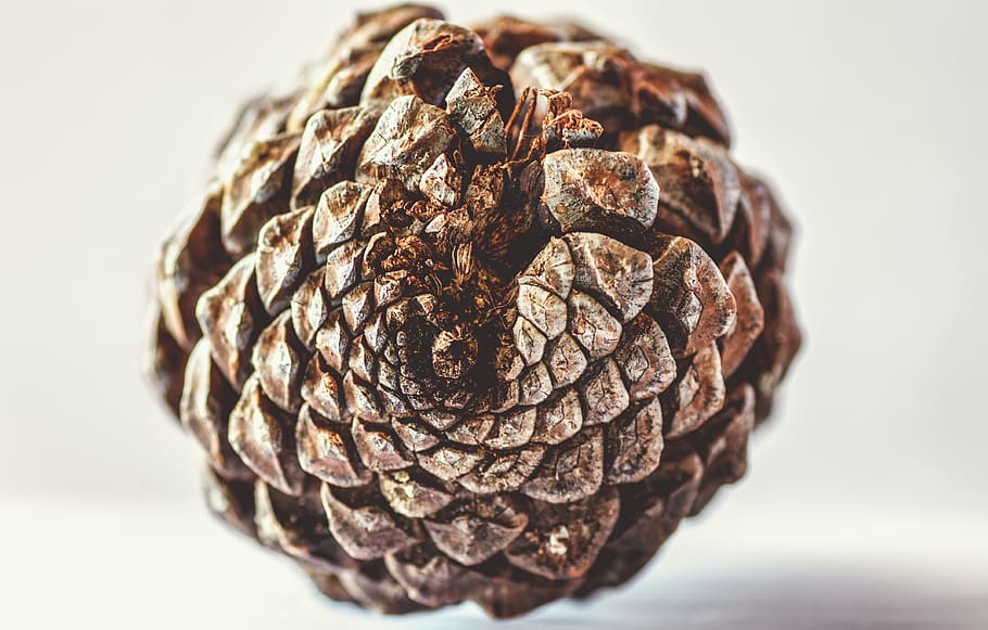 pinecone, tree, fir, evergreen, nature, season, decorative HD wallpaper