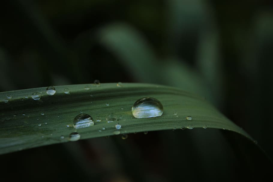 water, drop, rain, green, dark, grass, close-up, wet, green color HD wallpaper