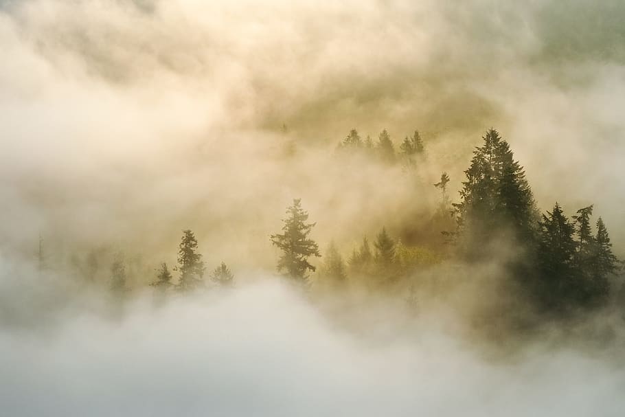 pine trees on forest, woodland, mist, fog, cloud, treetop, hidden HD wallpaper