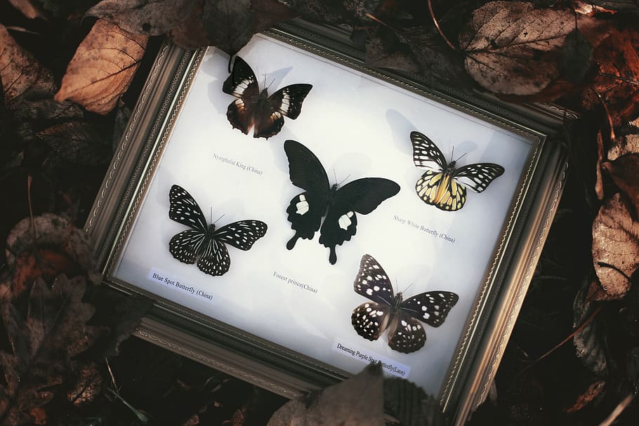 five butterflies with frame, representation, no people, high angle view HD wallpaper